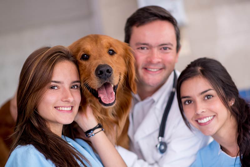 American Veterinary Society of Animal Behavior Sign Up