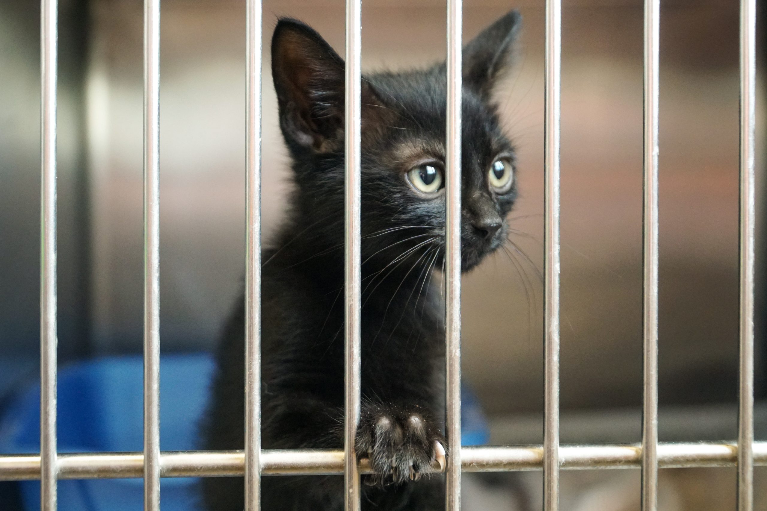 Does Behavior Affect How Long Cats Stay in Shelters? - AVSAB