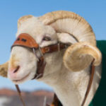 Colorado State University Behavior Club
